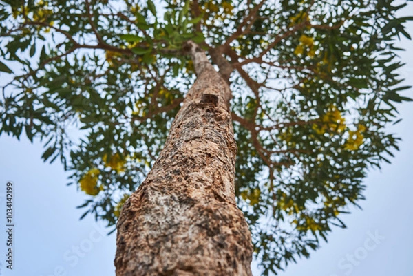 Fototapeta Low angle view of yellow trumpet tree with blooming yellow flower under clear sky