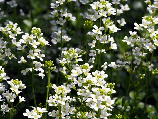 Fototapeta Arabis procurrens
