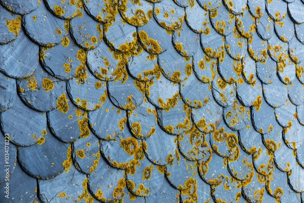 Fototapeta Roof tiles with mold as background in Carcassonne, France