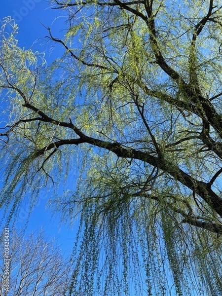 Obraz trees in the sky