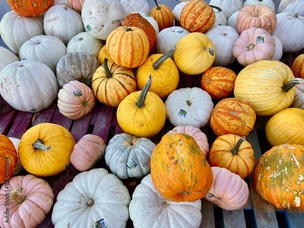 Obraz pumpkins at a market