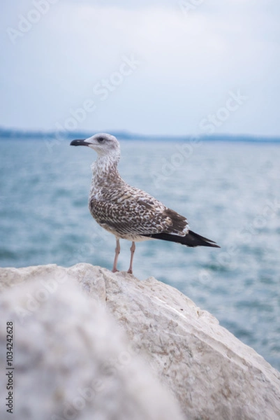 Obraz A seagull standing on a rock