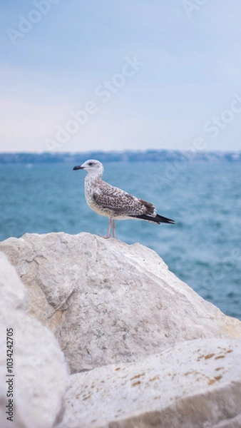 Obraz A seagull standing on a rock