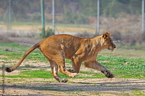 Fototapeta African Lioness running