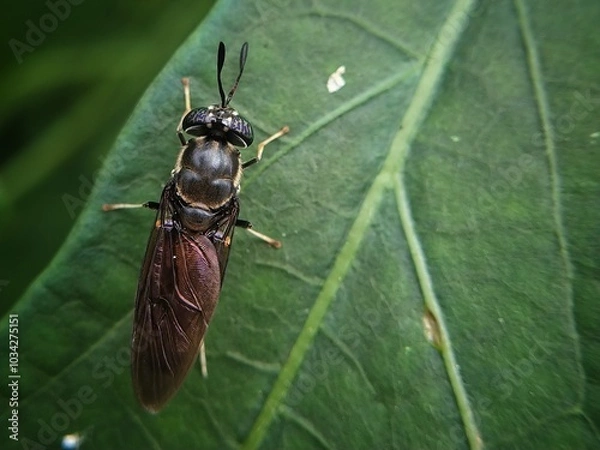 Obraz "Macro Close-Up of a Black Soldier Fly Resting on a Green Leaf, Showcasing Intricate Details of Its Wing Texture, Metallic Body Sheen, and Distinctive Antennae, Set Against a Natural Leaf Vein Pattern