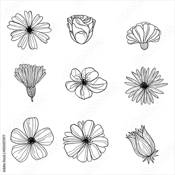 Obraz a set of blooming flowers. sketches of flower buds. decorative doodles