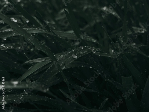 Fototapeta rain drops on grass