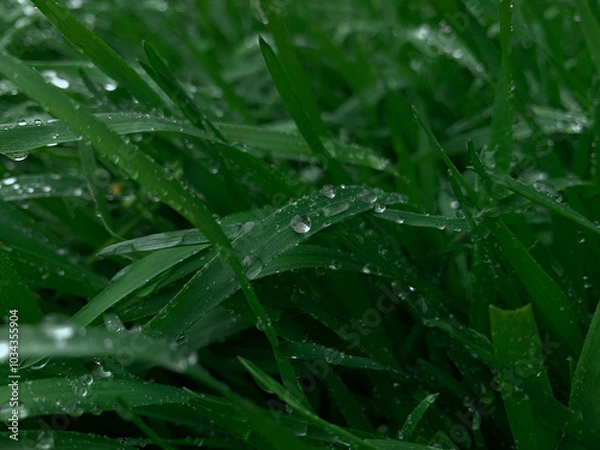 Fototapeta rain drops on grass