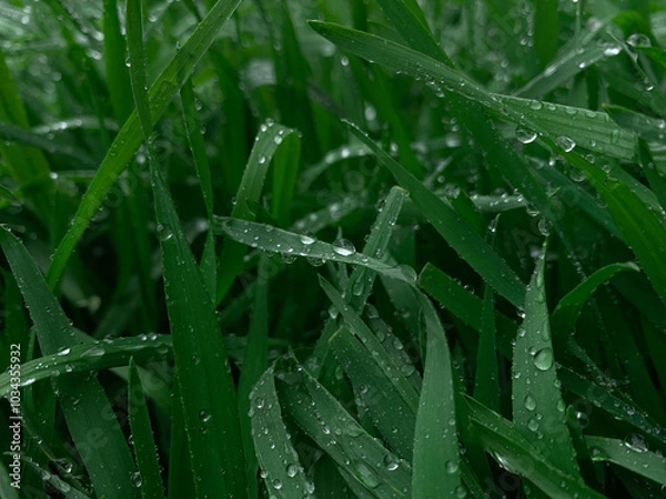 Fototapeta rain drops on grass