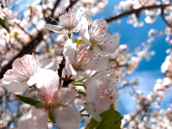 Fototapeta tree blossom