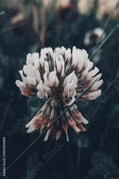 Fototapeta white flower