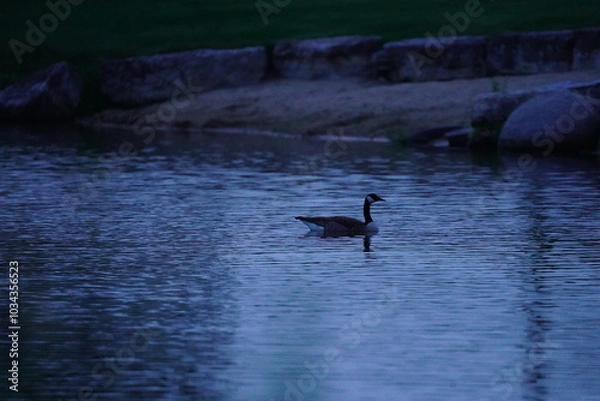 Obraz Goose on the water