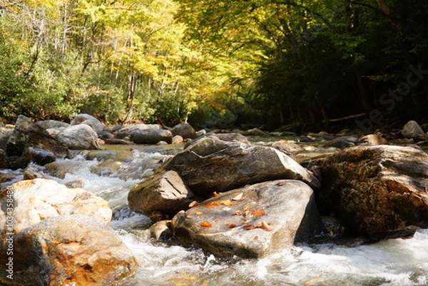 Obraz river in the forest