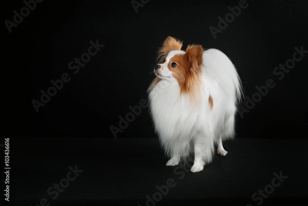 Obraz Dog breed Papillon