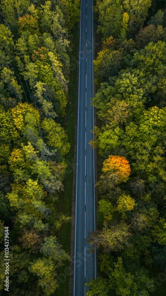 Obraz road in autumn forest