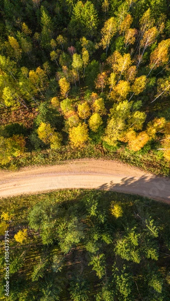 Obraz road in autumn forest