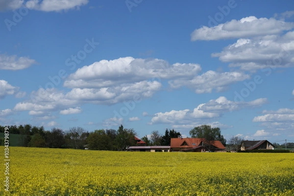 Obraz rapeseed field and sky