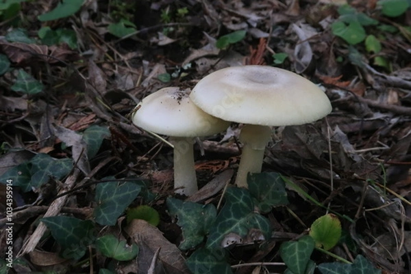 Obraz Setas del bosque