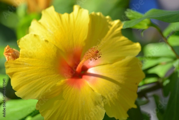 Obraz Yellow Hibiscus