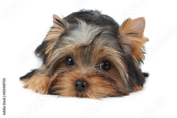 Obraz Lovely small puppy