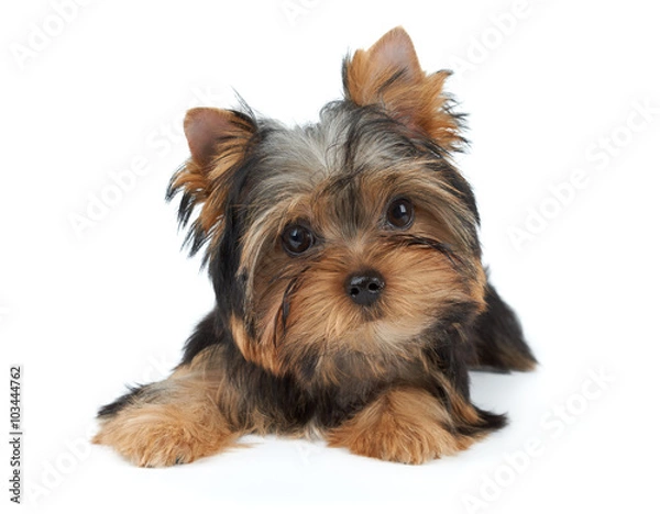 Obraz Lovely small puppy