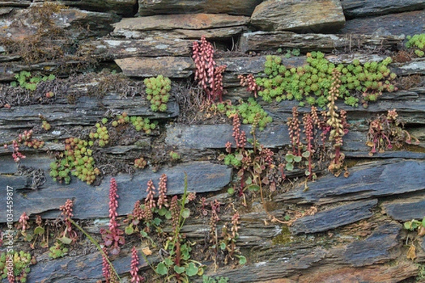Fototapeta Close up view of a stone wall covered by vegetation
