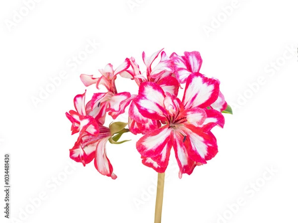 Fototapeta Flowers of Pelargonium hortorum, commonly called zonal geranium or garden geranium. Pink, red and white flowers. Cut out and isolated.