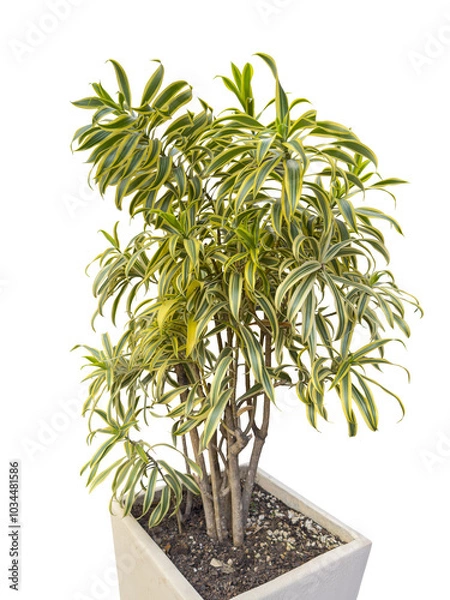 Fototapeta Leaves of Dracaena reflexa commonly called Indian song or pleomele. Planted in a large pot, decor. Cut out and isolated.