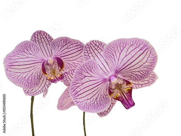 Fototapeta Branch of Phalaenopsis orchids with delicate pink lines, also called  moth orchid, butterfly, anggrek bulan or moon orchid. Cut out and isolated.