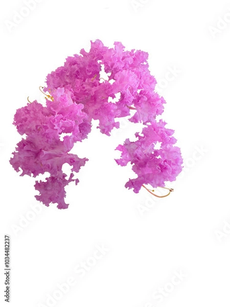 Fototapeta Frilly pink flowers of Lagerstroemia indica, crepeflower or crepe myrtle. In Brazil it is called extremosa, escumilha, reseda or tree-de-jupiter. Selective focus.  Cut out and isolated.