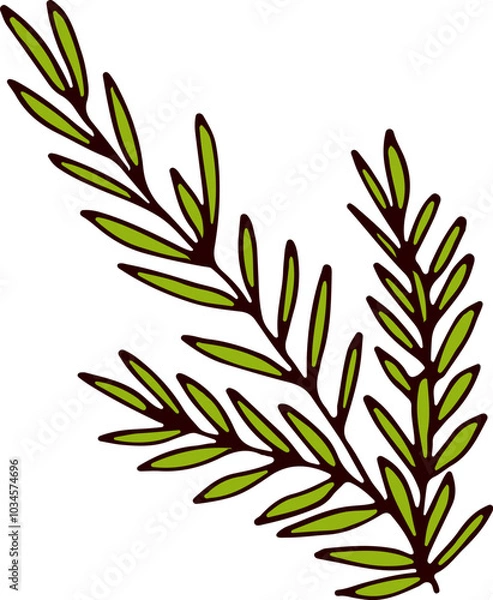 Obraz Rosemary doodle. Aromatic cooking herb. Botany drawing