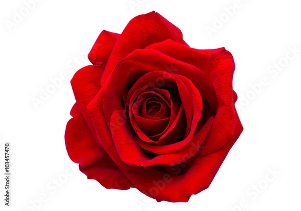 Obraz Czerwona róży izolowana