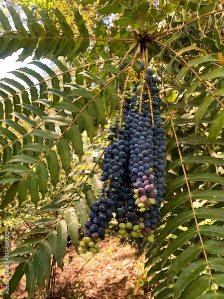 Obraz Grapes growing from a vine. 