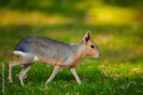 Fototapeta Natural shot of Patagonian Mara animal (Dolichotis patagonum) with nice blurry sunny background 