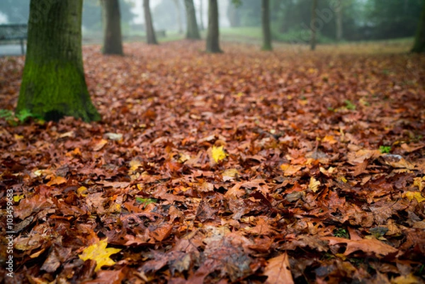 Obraz Autumn ground leaves