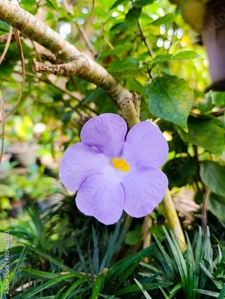 Fototapeta Purple Flower