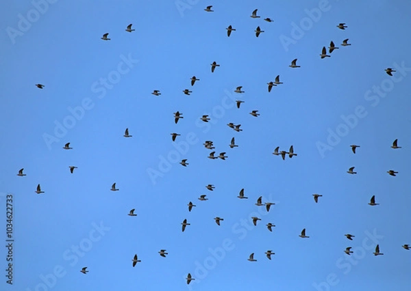 Obraz A large flock of wild doves flying on the blue sky. A flock of Common wood pigeon (Columba palumbus) during mass autumn migration over the Baltic coast of Lithuania.