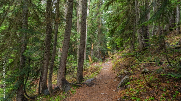 Fototapeta A path in the thick spruce forest. HEATHER-MAPLE PASS LOOP TRAIL, Washington state