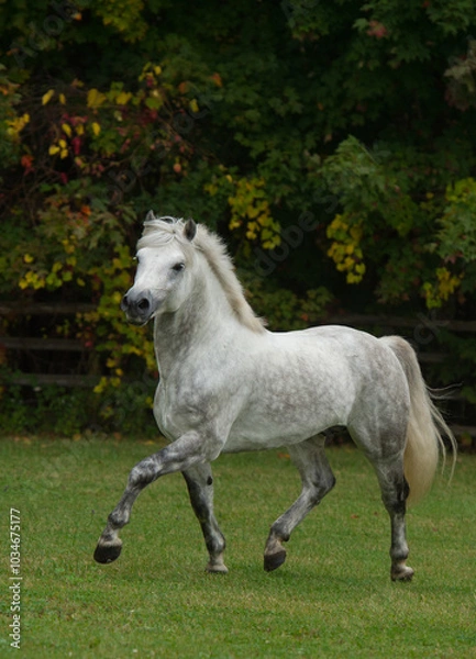 Fototapeta grey purebred connemara stallion free running in a field of green grass with trees vertical fall equine image of horse in trot stride with front leg forward fall foliage in background room for type 