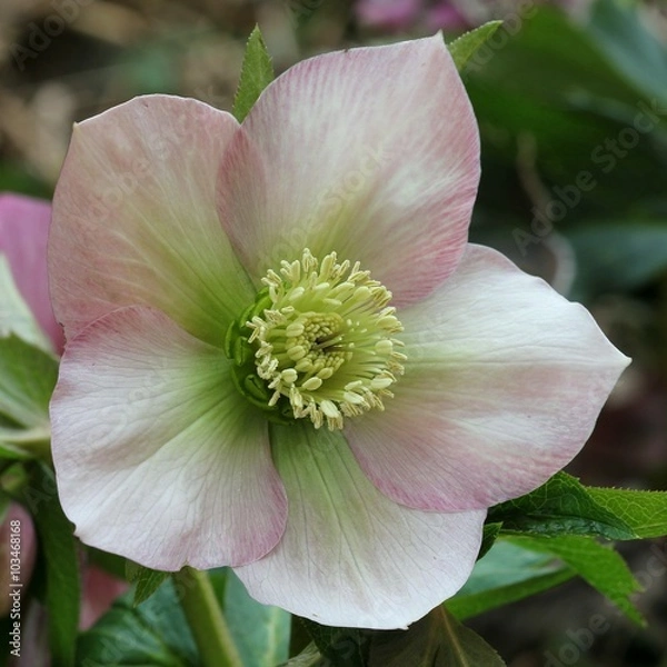 Obraz Hellebore - Helleborus