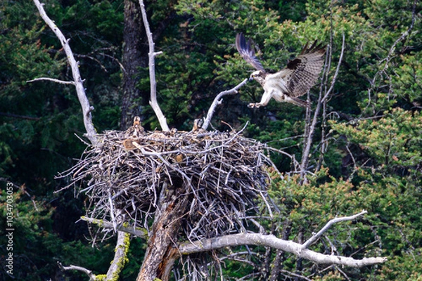 Obraz Osprey Landing