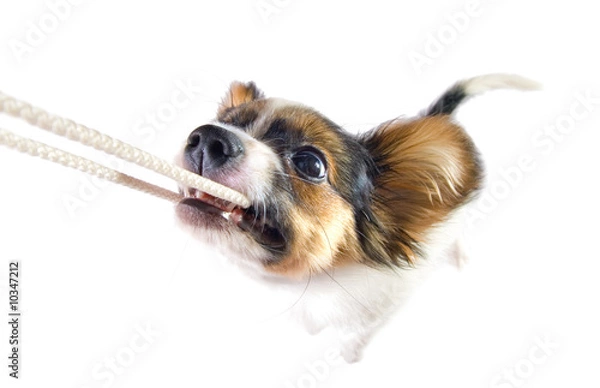 Fototapeta The puppy papillon playing with a rope. Isolated on white.