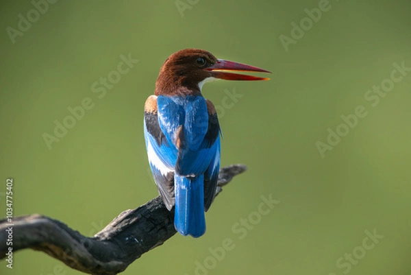 Fototapeta White-throated Kingfisher ,A bird is sitting on a branch