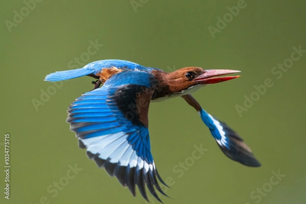 Fototapeta White-throated Kingfisher, A bird with beautiful wings is flying