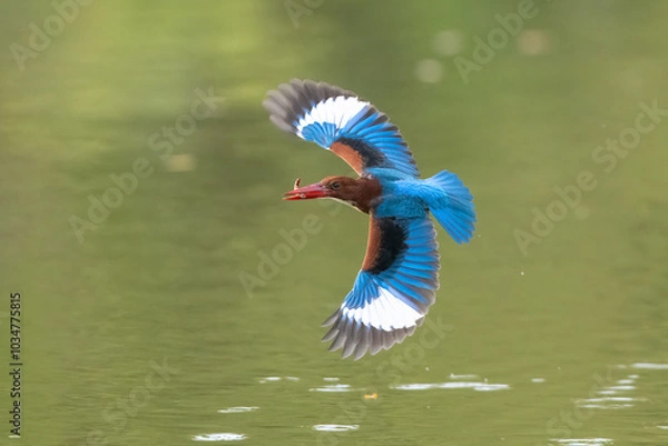 Fototapeta White-throated Kingfisher, A bird with beautiful wings is flying