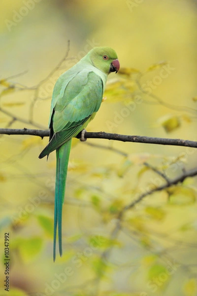 Obraz Perruche à Collier parc de sceaux