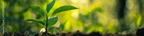 Fototapeta A small sapling sprouts from fertile ground, basking in the warm sunlight filtering through the leaves, representing new beginnings and growth, banner, copy space