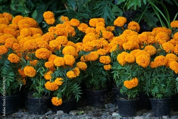 Fototapeta Macetas con flores de caléndula o cempasúchil 