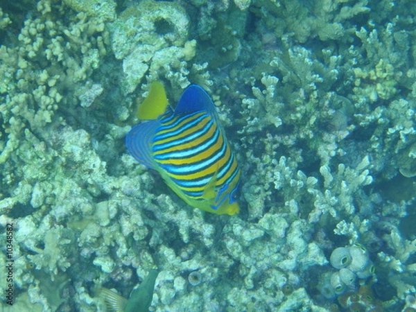 Fototapeta Kaiserfisch