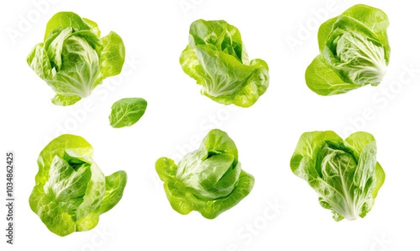 Fototapeta Green butterhead lettuce cabbage on transparent background 
